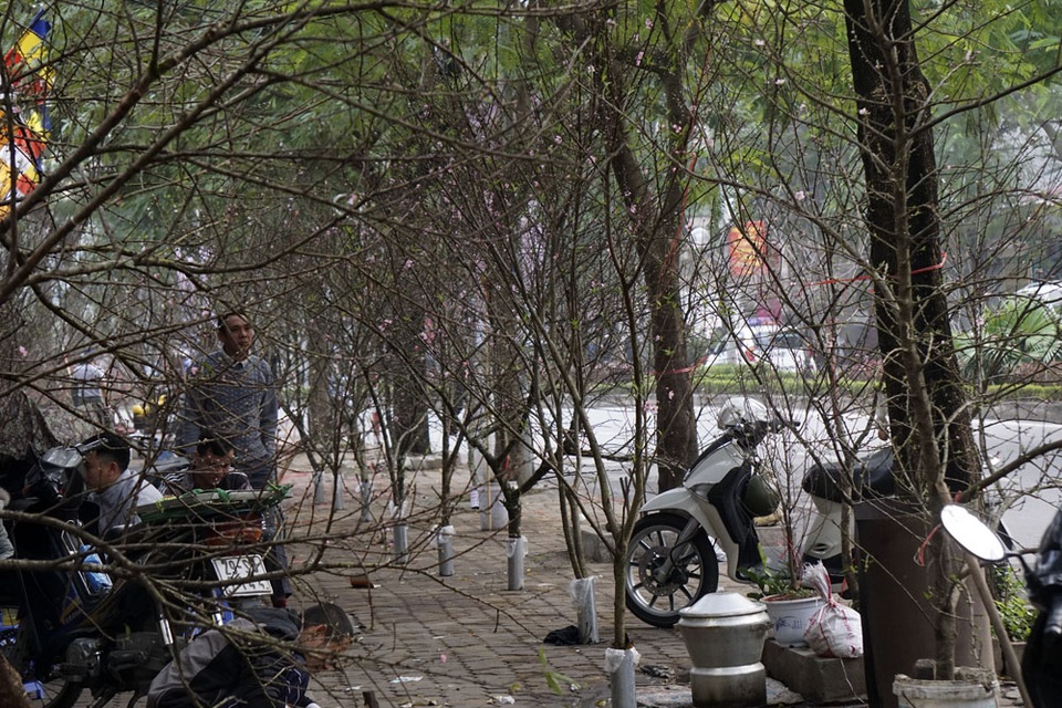 Bán đào cành trên vỉa hè đường Lạc Long Quân.