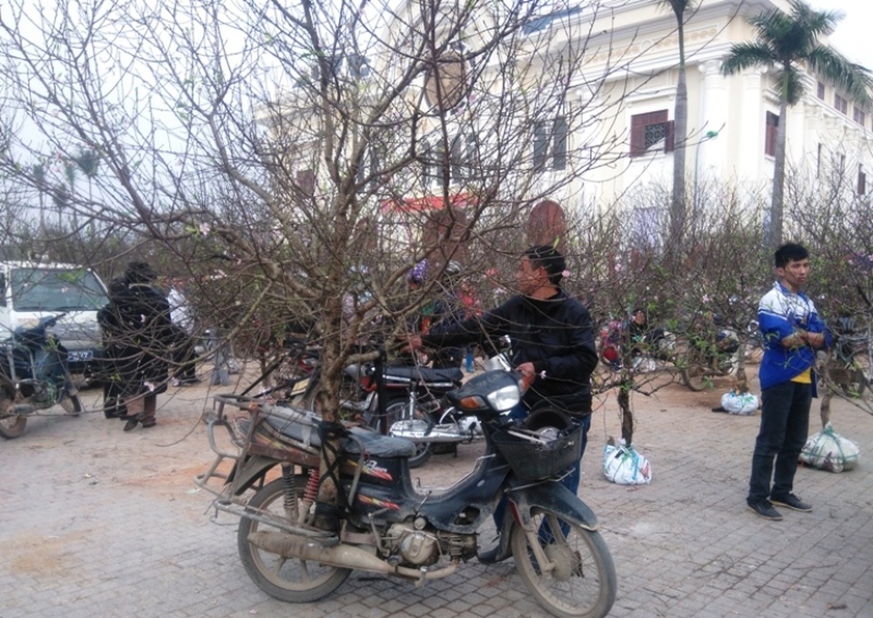 Đào, mai ế ẩm… quất “lên ngôi” ngày cận Tết - 8 Những người bán đào dạo đứng chờ khách