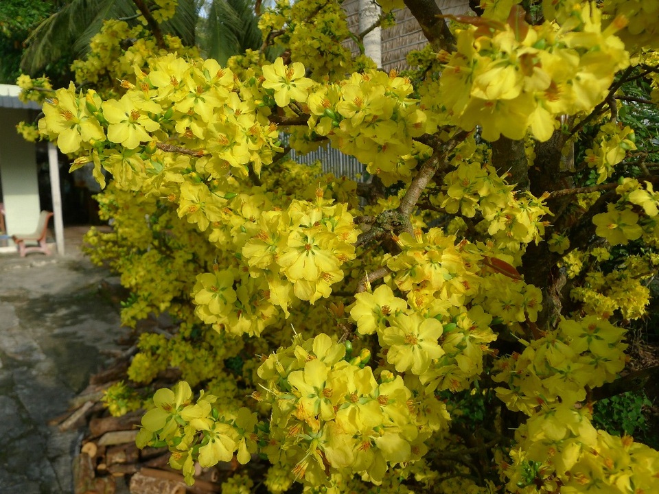 Trầm trồ trước “lão mai” gần 100 tuổi… cuồn cuộn nở hoa từ thân - 7