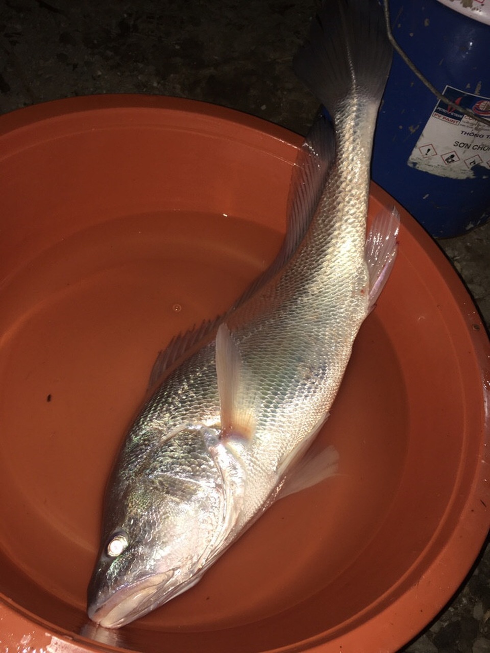 Câu được cá sủ vàng hơn 2 kilogam trên sông Nhà Bè - 3 Câu được cá sủ vàng hơn 2 kilogam trên sông Nhà Bè - 3