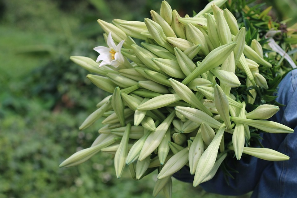 Hoa loa kèn Tây Tựu vào mùa thu hoạch - 3
Những nụ hoa đã chuyển màu từ xanh sang trắng, có kích thước lớn sẽ được người trồng chọn để thu hoạch.