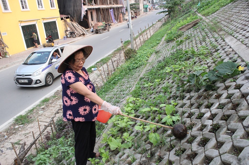 Vườn rau xanh độc đáo trong... hốc bê tông ngay giữa Hà Nội - 1 Mỗi buổi chiều bà Thúy đều dành thời gian ra tưới nước, chăm sóc vườn rau của gia đình.