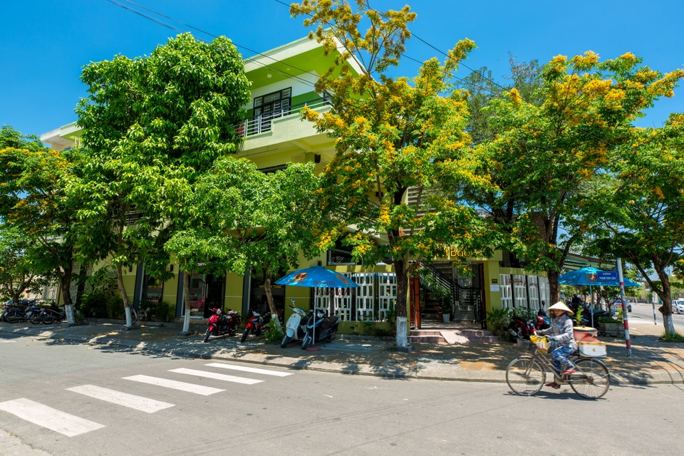 Hoa sưa nở rợp trời ở Tam Kỳ - 3 Những con đường hoa sưa nở vàng óng ở Tam Kỳ