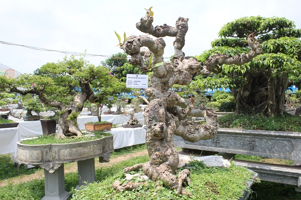Mê mẩn những kiệt tác bonsai "độc nhất vô nhị" ở Hà Nội - 8 Tác phẩm “Cây đại” của tác giả Trần Văn Khang. Cây gây ấn tượng bởi thân cây u bướu dáng vẻ cổ kính tự nhiên, không qua sự can thiệp của bàn tay con người.