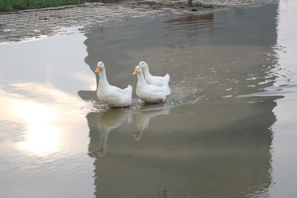 Hy hữu ở Hà Nội: Nước ngập cả tuần, người dân... chăn vịt giữa phố - 7 Ông Cường cho biết, trước đây đàn vịt của ông có khoảng hơn chục con song thời gian gần đây, nước ô nhiễm và khá bẩn nên một số con bị bệnh, chết.