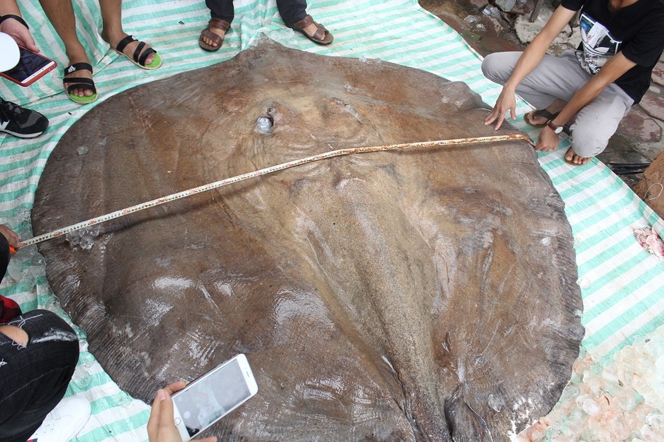 Cá đuối nước ngọt "khủng" nặng 216 kg từ Thái Lan về Hà Nội - 4 Cá đuối nước ngọt "khủng" nặng 216 kg từ Thái Lan về Hà Nội - 4