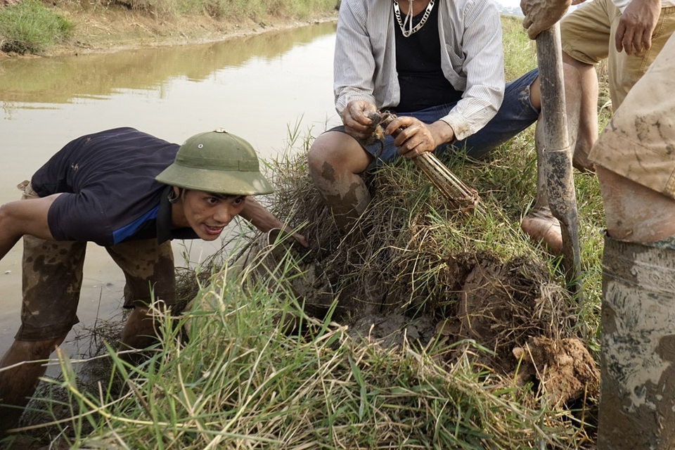 Những người đi bắt chuột cho biết, mỗi buổi có thể bắt được hàng chục kg chuột sống, hôm nào đào hang gặp rắn thì coi như trúng số.