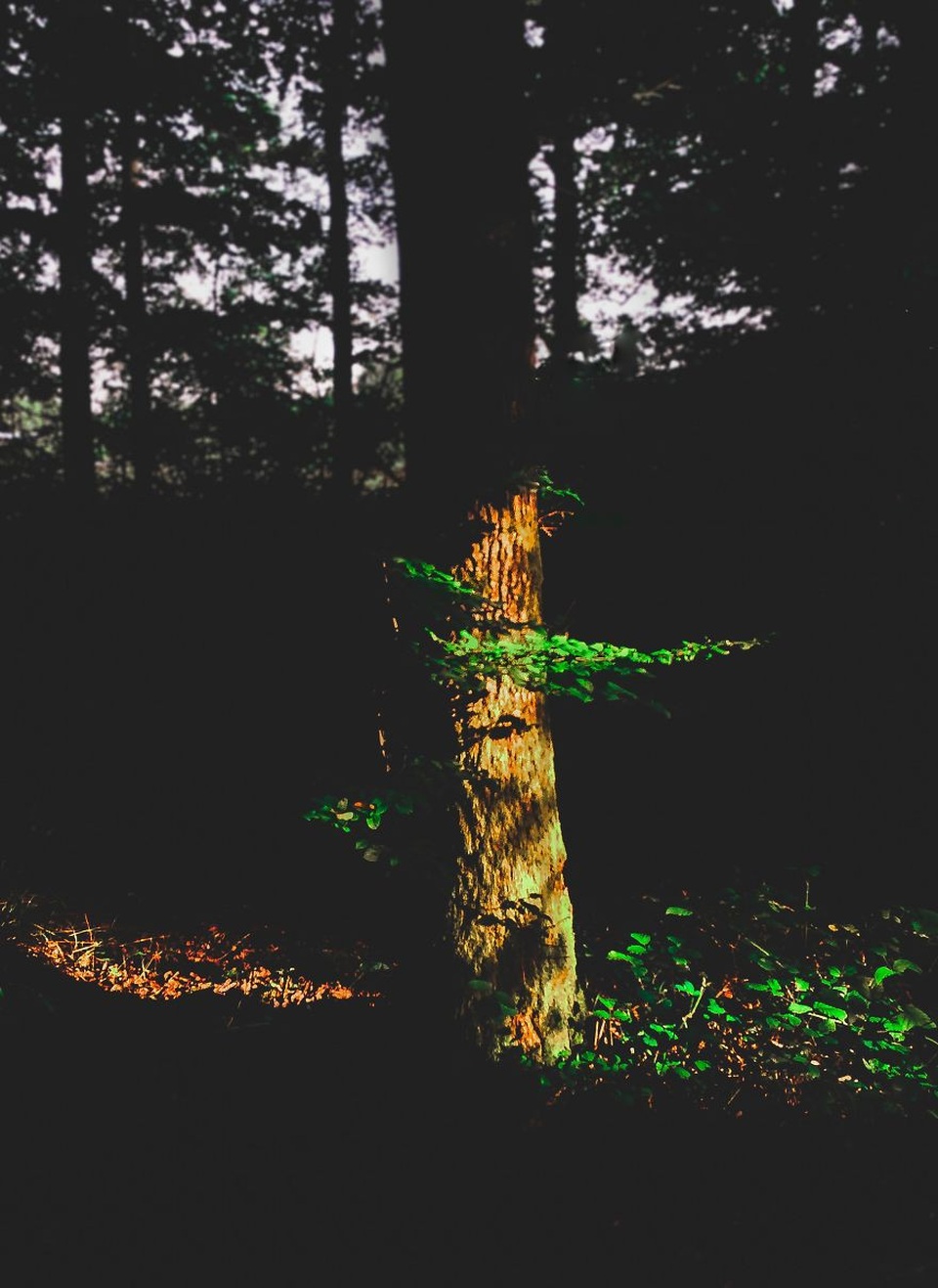 Bộ ảnh chụp bằng điện thoại nhưng đẹp đến "ngỡ ngàng" - 14