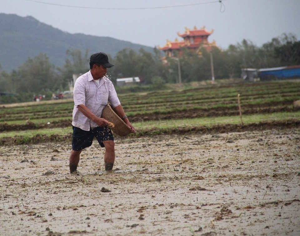 Hàng chục hecta lúa mới gieo sạ bị thối vì ngập lụt - 7
Ngay sau khi nước rút, người dân mua thêm giống sạ dặm thêm vì những chỗ lúa giống bị chết do ngập nước lâu ngày