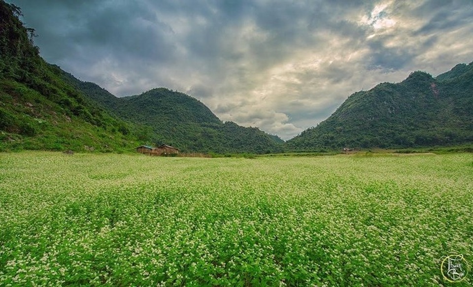 Mê mẩn những cánh đồng hoa tam giác mạch đẹp nhất Việt Nam - 7 Cánh đồng hoa tam giác mạch ở Lạng Sơn cách Hà Nội khoảng 170km. Ảnh: Thuận Bùi