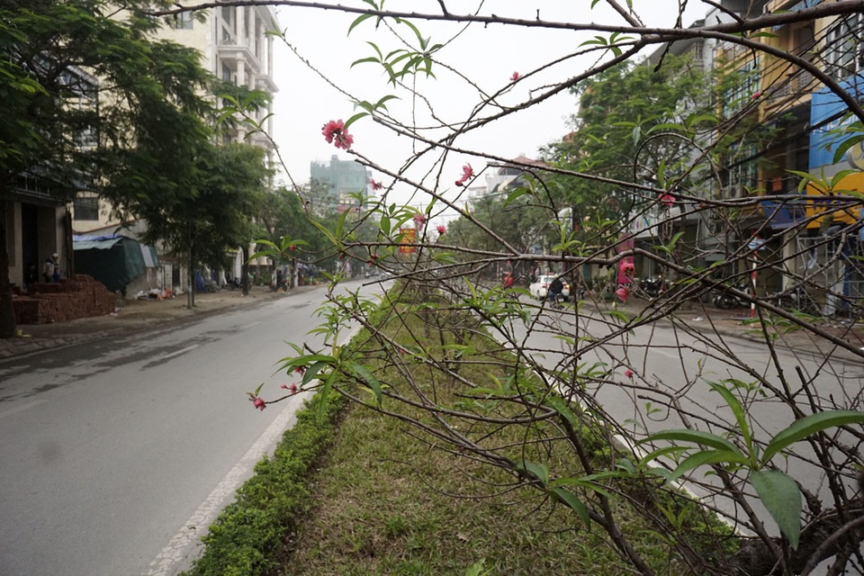 Tại đường Lạc Long Quân, dải phân cách giữa chạy dài được tô điểm sắc hoa đào bởi hàng trăm cây đào bích đang độ ra hoa.