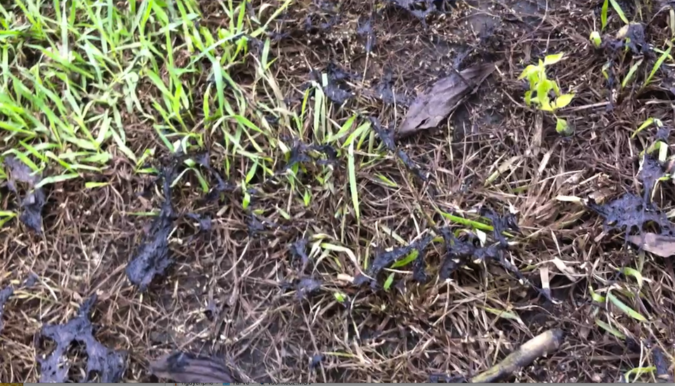 Cận cảnh khu vực vườn keo - nơi được cho là đã bị nhà máy xả “trộm” nước thải khiến cỏ cây ở đây cháy như thế này.