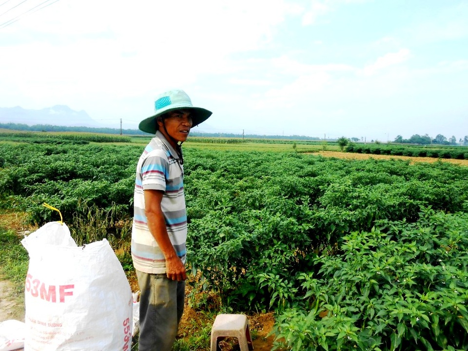 Thương lái Trung Quốc không "ăn hàng", ớt rớt giá mạnh - 1 Nông dân khá lo lắng khi ớt liên tục rớt giá