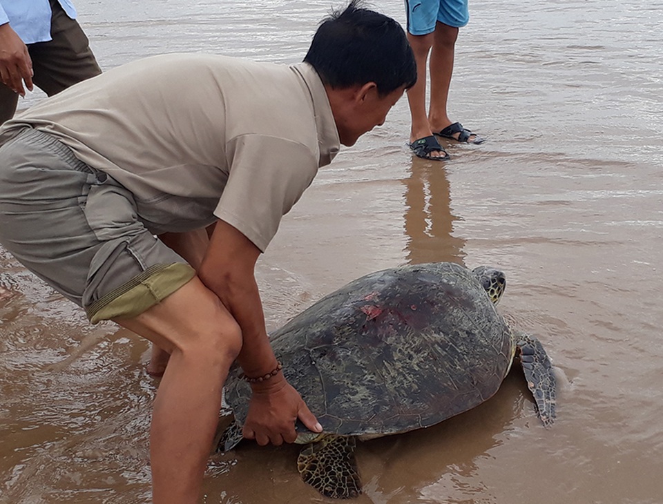 Con rùa biển gần 50kg bị xây xát nhẹ ở phần mai.