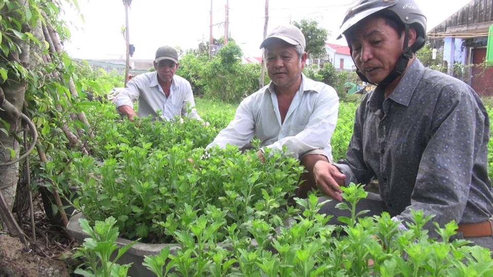 Người dân “đứt ruột” nhổ hàng ngàn chậu hoa Tết vì nghi giống kém chất lượng - 1 Nông dân TP. Tuy Hòa phải đành nhổ hàng ngàn chậu cúc bán Tết vì cây mới 20 cm đã kết nụ