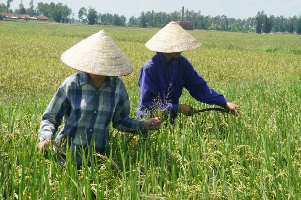 Nam sinh mồ côi bố mẹ đậu đại học lo không có tiền nhập học - 5 Hai chị em Hoàng và Trang đi làm đồng.