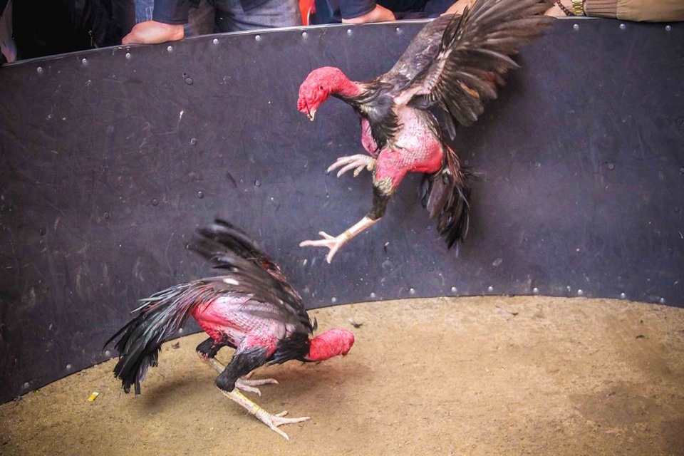 Đầu xuân xem những "chiến binh" gà quần thảo đấu trường - 1 2 chú gà chọi nhau dũng mãnh tại Hội chọi gà Xuân 2017 - TP Huế