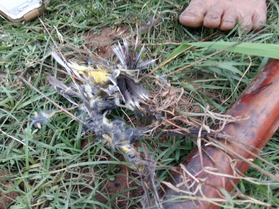 Hom nhựa dính đầy lông chim được vứt lại sau khi không dùng đến nữa.