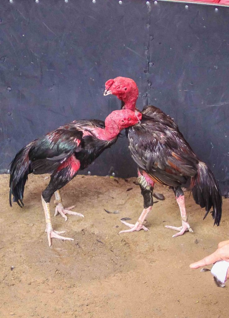 Đầu xuân xem những "chiến binh" gà quần thảo đấu trường - 11
Chọi gà là một trong những lễ hội truyền thống của người dân Việt Nam thường được tổ chức trong các dịp lễ Tết