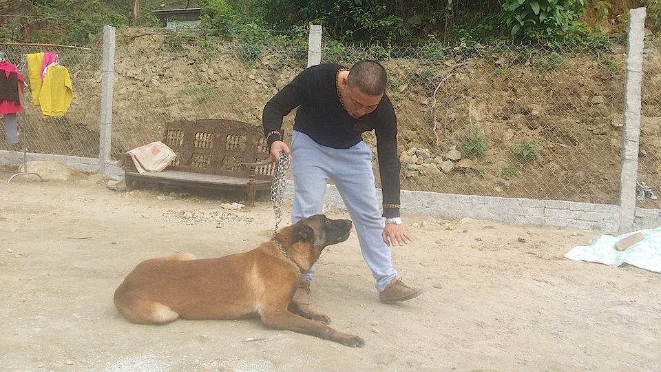 Với những ngoài chó có tính năng săn bắt, bảo vệ thân chủ, canh giữ đồ đạc cũng được huấn luyện hàng ngày cho nhuần nhuyễn..