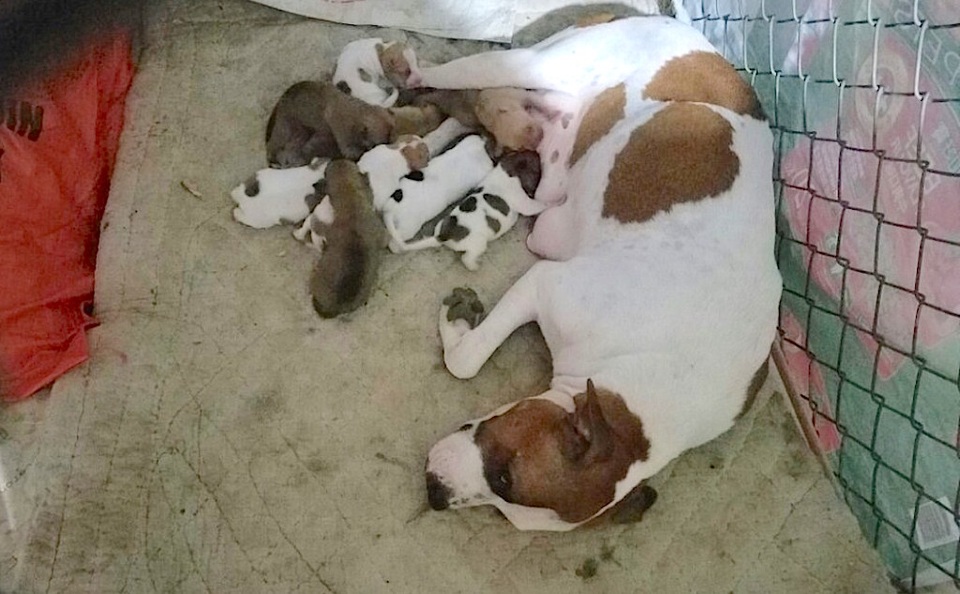 Ngoài ra mỗi năm các loài chó đều được anh chị cho giao phối và sinh 2 lứa/năm để đáp ứng nhu cầu các loài chó con cảnh cho thị trường.