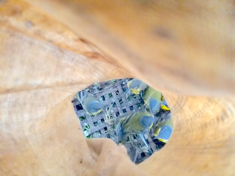 Những chú chim xác xơ, phờ phạc bị tống vào lồng đựng bịt bùng.