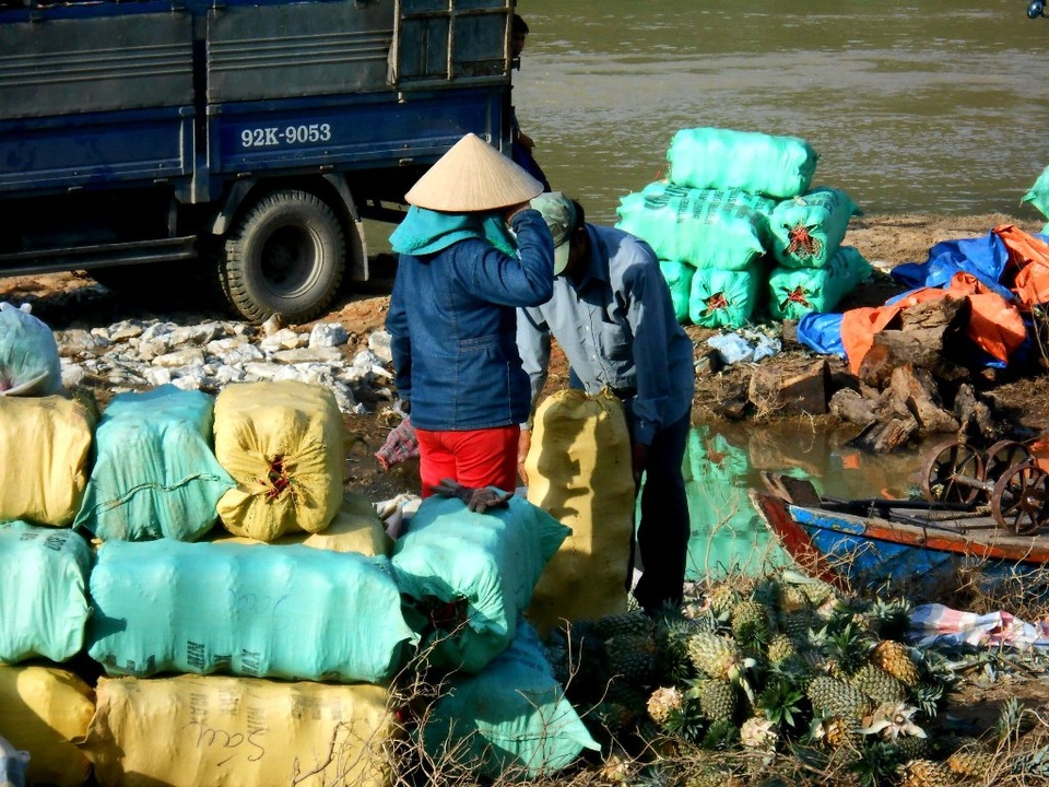 Nhờ thơm trái vụ mà cuộc sống của người dân cũng khấm khá hẳn lên