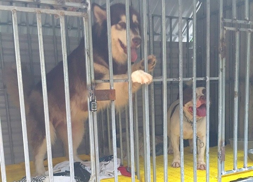 Cách đây 2 năm từ niềm yêu quý loài động vật này và nhận thấy giá trị cao của việc kinh doanh, chăm sóc chó cảnh hai anh chị đã mở trang trại chó của gia đình tại xóm 12, xã Nam Giang, huyện Nam Đàn để phục vụ thị trường…