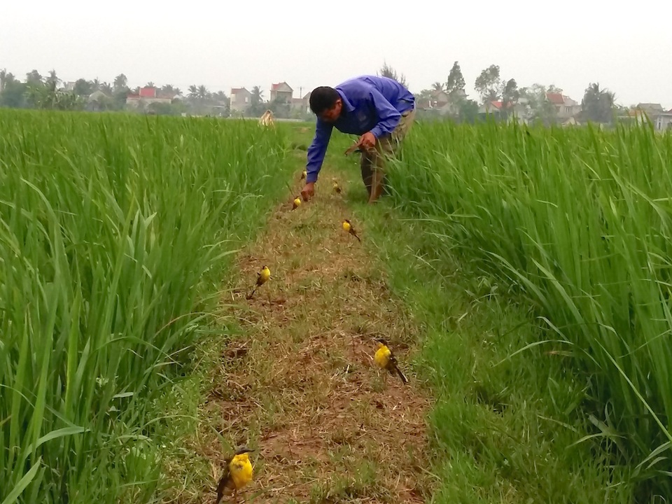 Bãi săn chi chít “nậm” và hom tẩm nhựa sẵn sàng tận diệt những chú chim xấu số. Cùng những con chim khỏe, đẹp được chọn làm mồi.