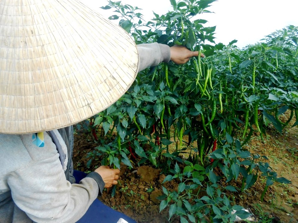Thương lái Trung Quốc không "ăn hàng", ớt rớt giá mạnh - 2 Ớt nhiều, trái to, đẹp mắt nhưng không xuất khẩu được, giá cả tụt dốc