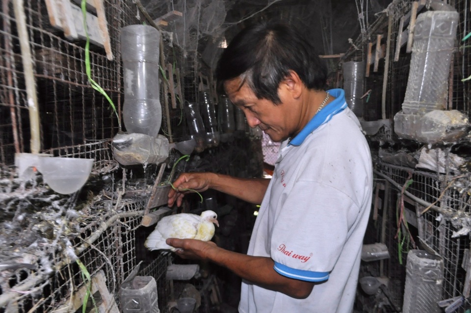 Gặp cựu chiến binh làm giàu nhờ nuôi bồ câu - 2 Cựu chiến binh Ngô Đình Sáu làm giàu trên chính mảnh đất quê hương