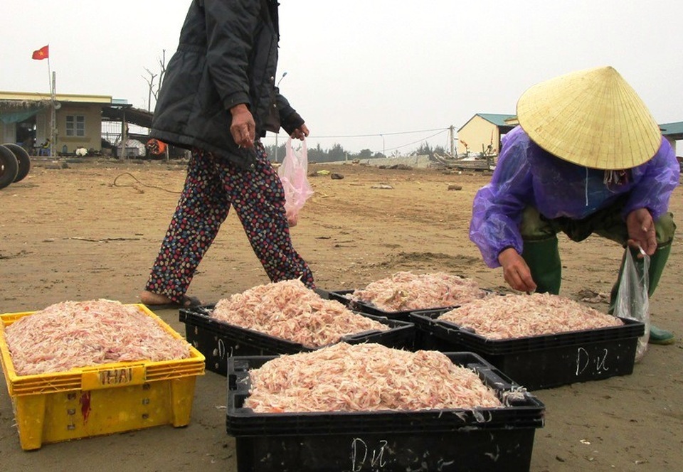 Ngư dân xứ Thanh trúng đậm “lộc trời” - 3 Mỗi ngày, từ mờ sáng, bà con ngư dân dùng bè mảng ra khơi để đánh bắt moi. Trung bình mỗi ngày, một bè mảng đánh bắt được từ 100 - 300 kg moi. Với giá bán moi giao động từ 13.000 - 15.000 đồng/kg như hiện nay, bà con ngư dân thu có thể thu tiền triệu mỗi ngày nhờ vào việc khai thác moi.