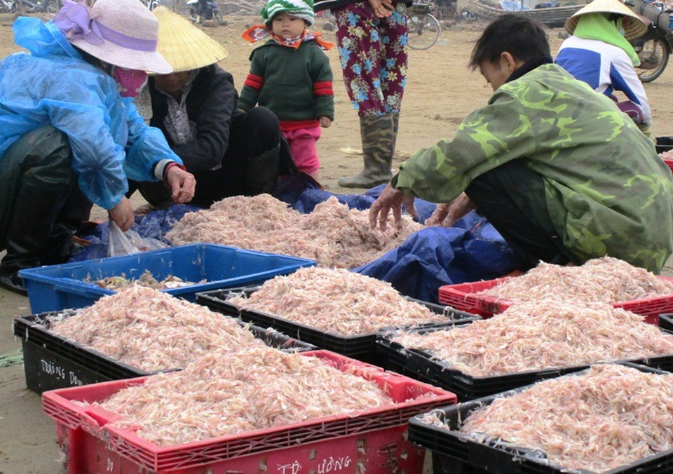 Ngư dân xứ Thanh trúng đậm “lộc trời” - 5 Theo ngư dân Trương Ngọc Tuấn (39 tuổi, ở thôn Trung Hải, xã Hoằng Thanh, huyện Hoằng Hóa), mỗi ngày, anh cũng như bà con ngư dân dậy từ 3 giờ sáng, chuẩn bị ngư lưới cụ để ra khơi. Thường thì bè mảng khai thác moi đi cách bờ khoảng 5-7 hải lý, nhưng cũng có những hôm không cần ra xa cũng đánh bắt được moi.