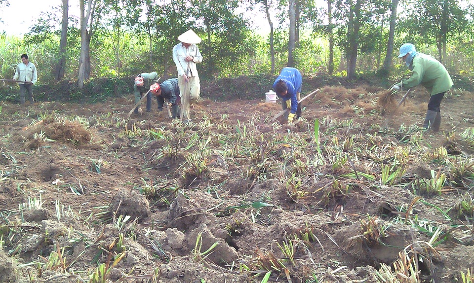 Hối hả làng rễ hương vào mùa - 2 Bà con đang hối hả thu hoạch cây rễ hương phục vụ nguyên liệu làm hương Tết.