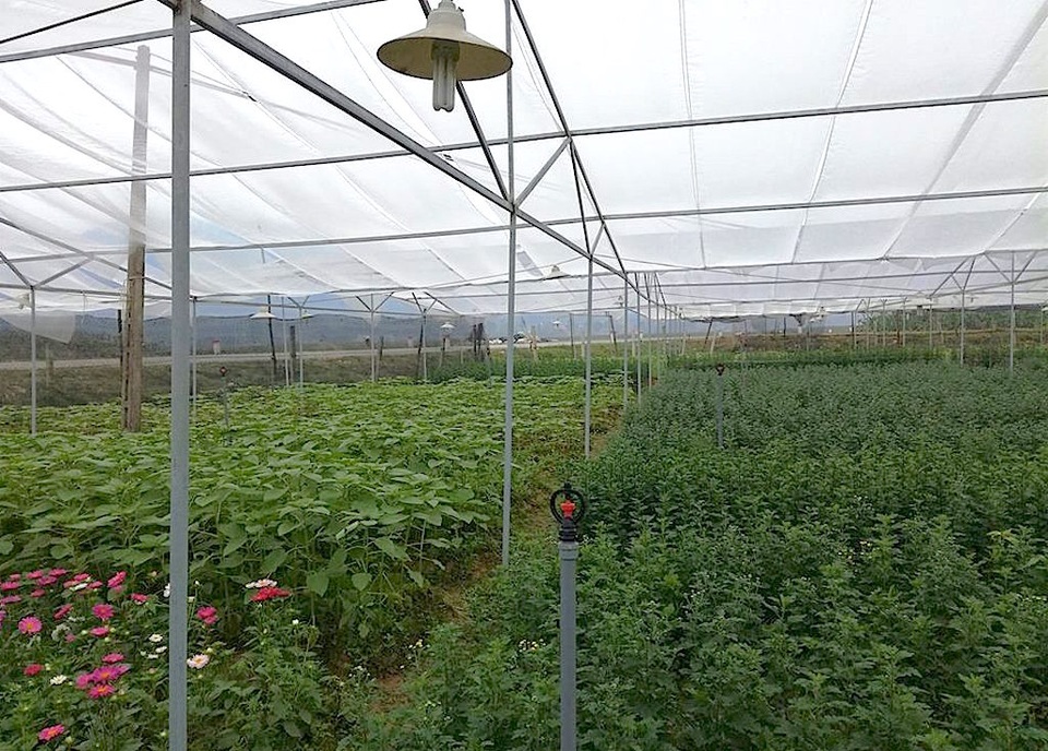 Hoa Tết bung nở khắp nhà vườn xứ Nghệ - 7 Nhiều vườn hoa được chăm sóc kỹ càng để nở đúng dịp Tết.