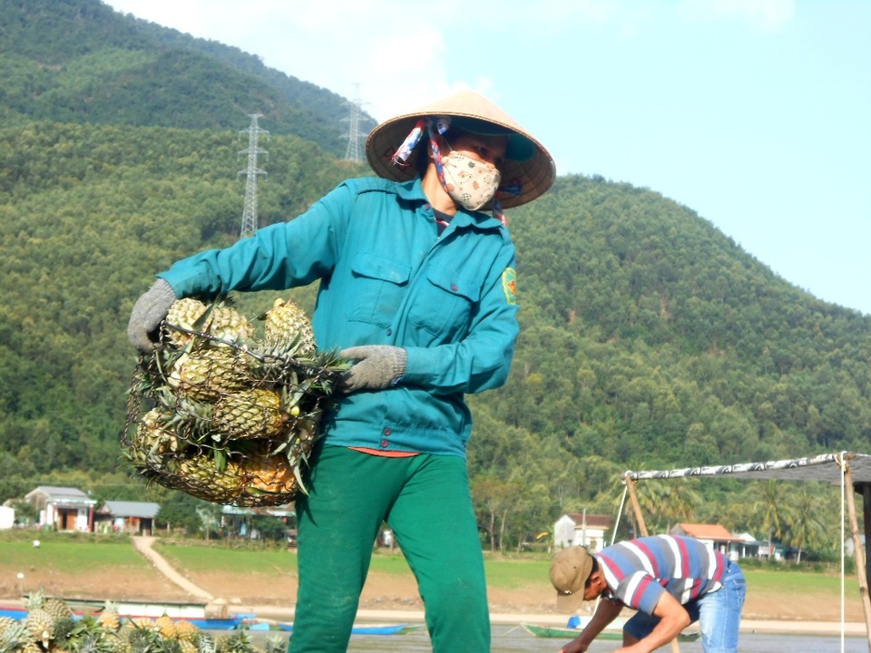 Thơm được vận chuyển đi khắp các tỉnh thành Đà Nẵng, Quảng Ngãi, Huế…
