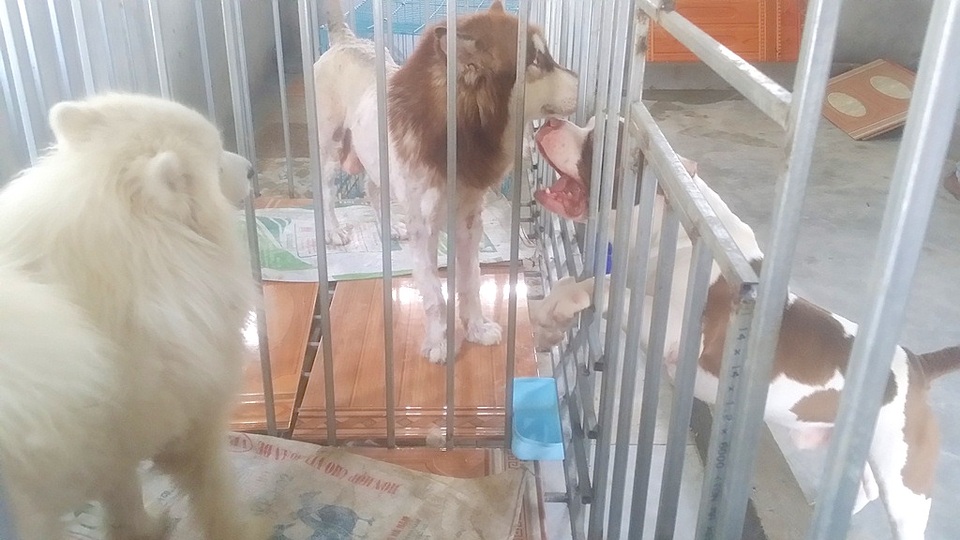 Hiện trang trại anh chị có gần 20 con chó cảnh có nguồn gốc nước ngoài và hơn nửa được nhân giống ngay tại trang trại. Trong đó, có nhiều loài quý và đắt tiền có giá trị lên đến hằng trăm, thậm chí hàng nghìn đô la một con.