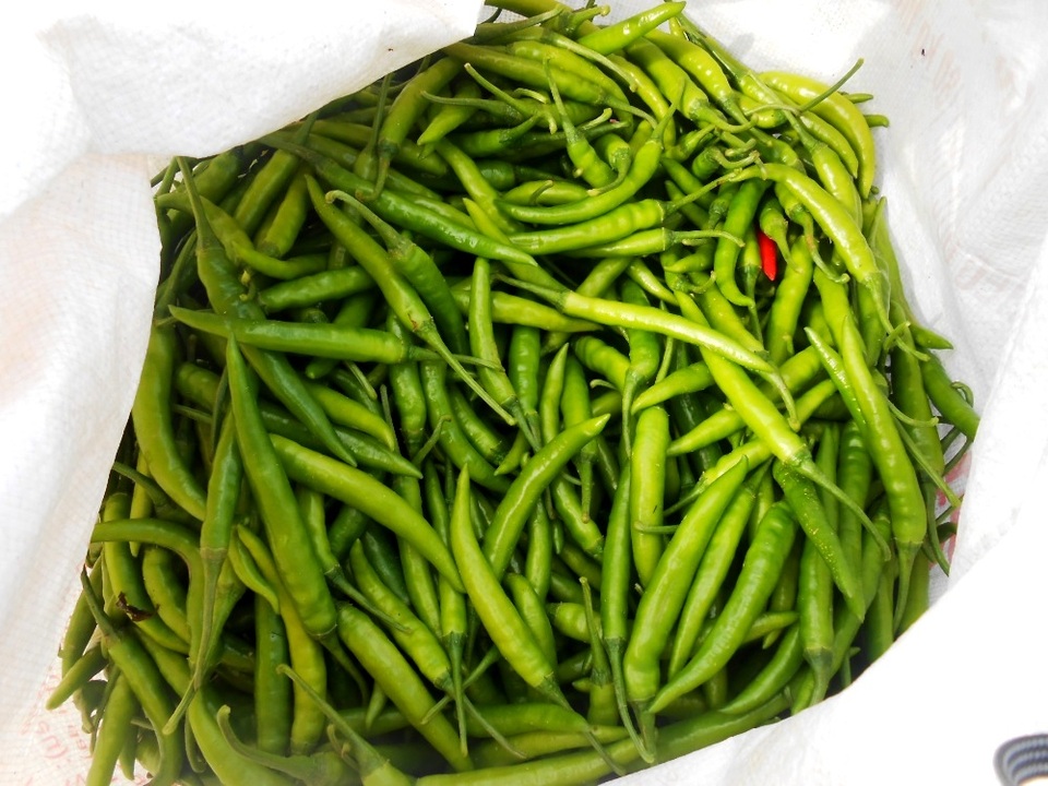 Thương lái Trung Quốc không "ăn hàng", ớt rớt giá mạnh - 3
Ớt chỉ còn 3-4 ngàn đồng/kg dù chỉ mới đầu vụ, thấp nhất trong vài năm trở lại đây