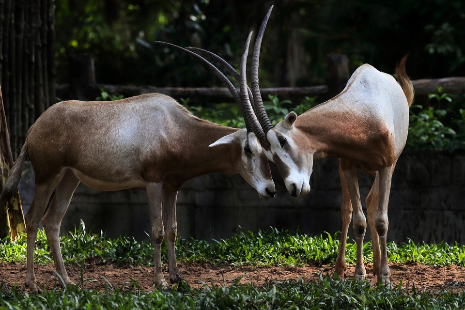 Vinpearl Safari tích cực xây dựng quy chuẩn đánh giá phúc lợi động vật - 3 Vinpearl Safari đã tổ chức sinh trưởng thành công cho nhiều loài động vật quý hiếm, hướng đến vườn thú hình mẫu trong thực hiện phúc lợi động vật