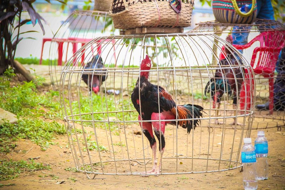 Đầu xuân xem những "chiến binh" gà quần thảo đấu trường - 5 Còn nhiều chú gà ở phía hậu đài đang chờ để thể hiện màn trình diễn đẹp mắt