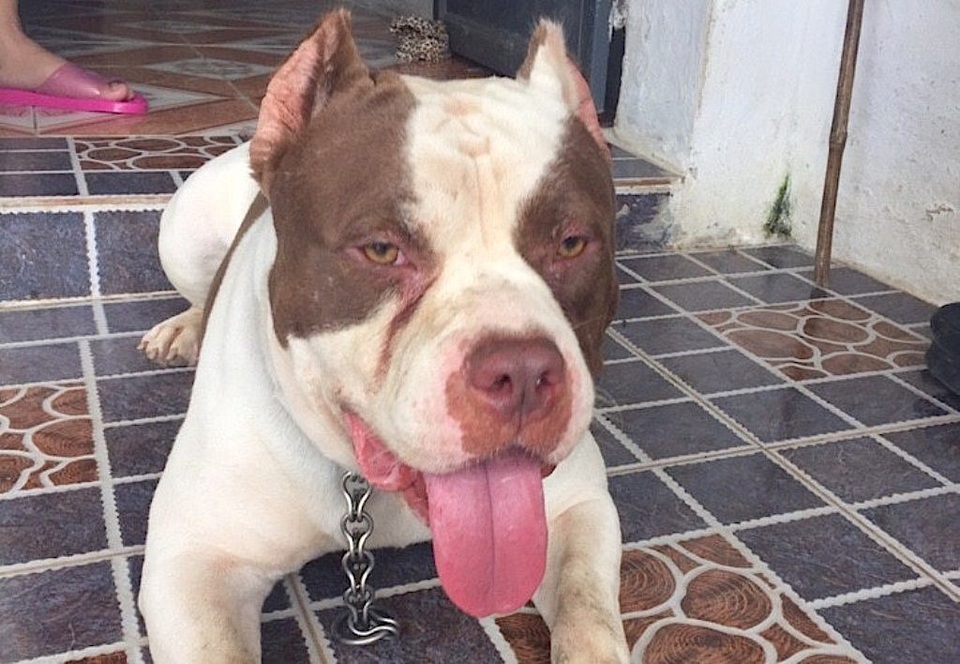 Như loài chó Bull có nguồn gốc từ Mỹ