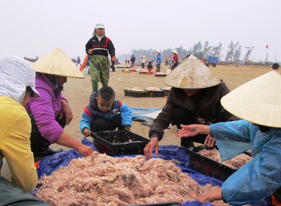 Ngư dân xứ Thanh trúng đậm “lộc trời” - 4 Từ 7 giờ sáng, không khí đã bắt đầu nhộn nhịp trên bãi biển xã Hoằng Trường, huyện Hoằng Hóa khi những bè mảng khai thác moi đã vào bờ.