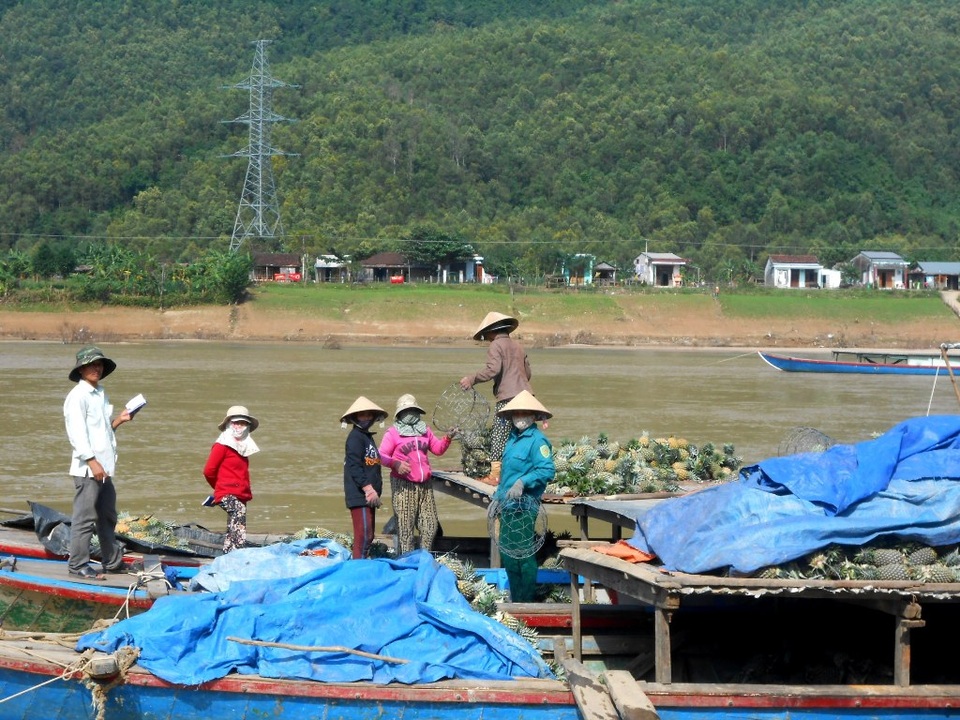 Từng chiếc xuồng hối hả chở thơm từ khắp các núi đồi xã miền núi Đại Sơn (Đại Lộc, Quảng Nam), về nơi tập kết để thương lái thu mua