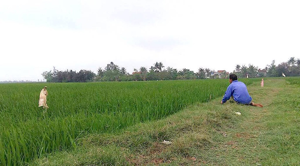 Cứ 3 - 5 giây chúng (những con chim mồi) lại bị giật một lần, rất nhịp nhàng.