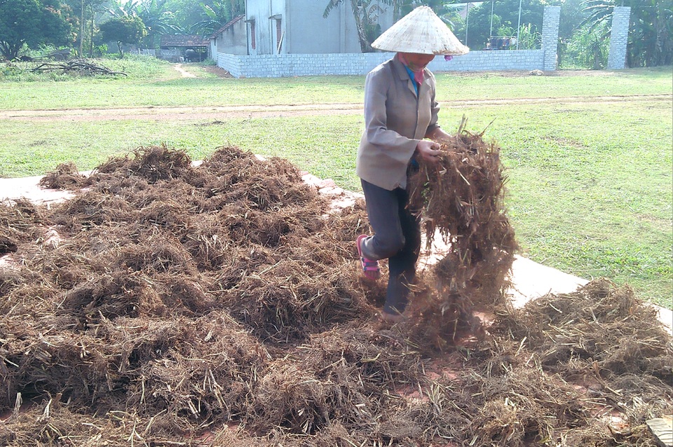 Hối hả làng rễ hương vào mùa - 4 Rễ hương sau khi đập, được đem phơi khoảng 3 nắng rồi đem nhập.