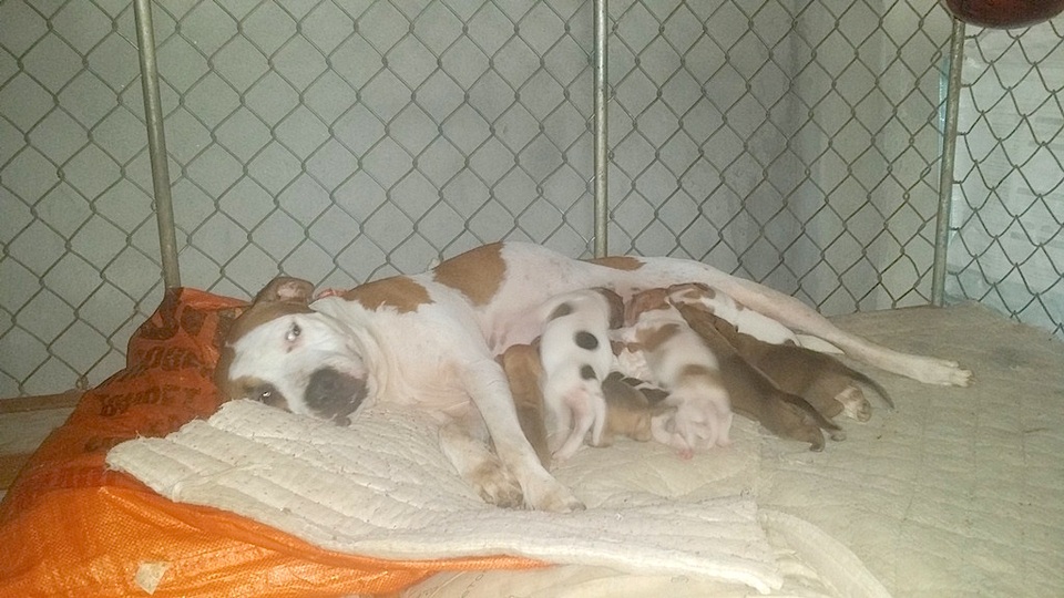 Trong trang trại còn có giống chó Big Ben của Mỹ có giá đắt đỏ lên đến cả nghìn đô la/con