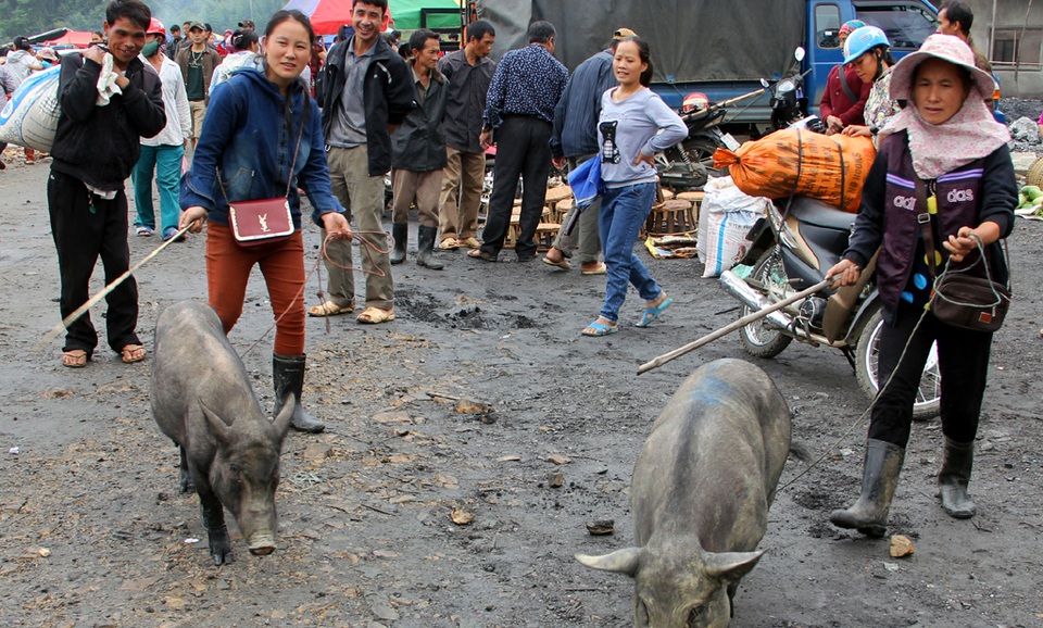 “Chen chân” ở chợ vùng biên trong kỳ nghỉ lễ - 10 Lợn nít được người dân dắt đi chợ quen thuộc của người vùng cao.