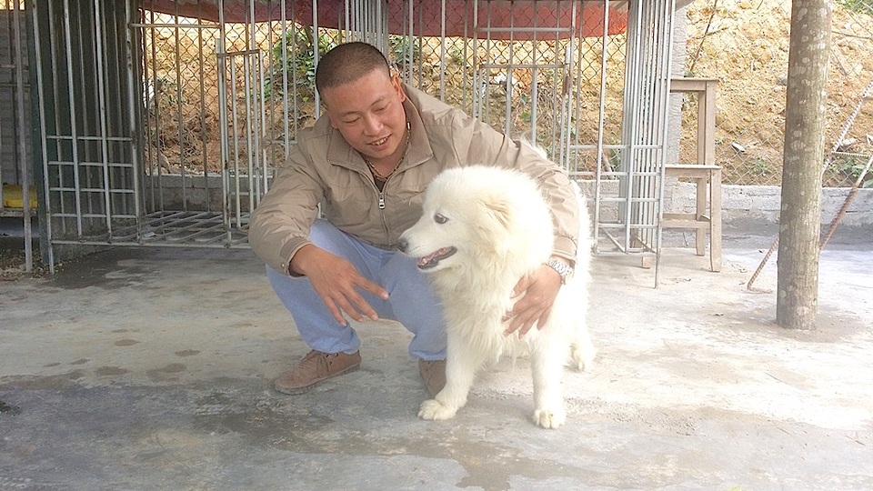 Giống chó Sam Boy của Nga cũng được nhiều gia đình lựa chọn làm chó cảnh nuôi trong nhà với bộ lông bồng bềnh như tuyết