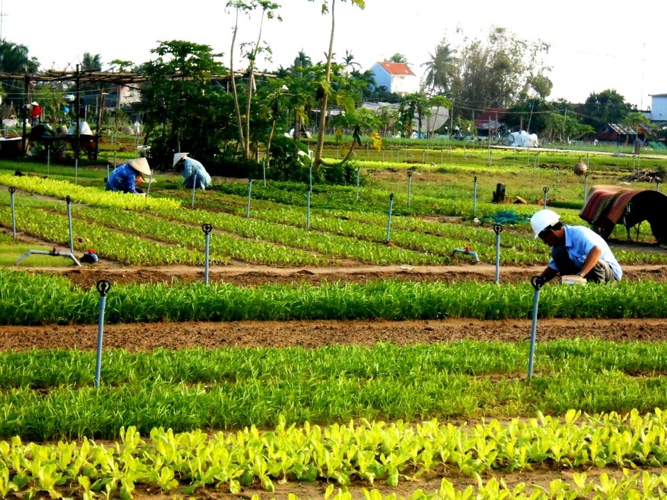Nét hấp dẫn riêng của những làng nghề truyền thống ở Hội An - 7 Làng rau Trà Quế với lịch sử hơn 500 năm