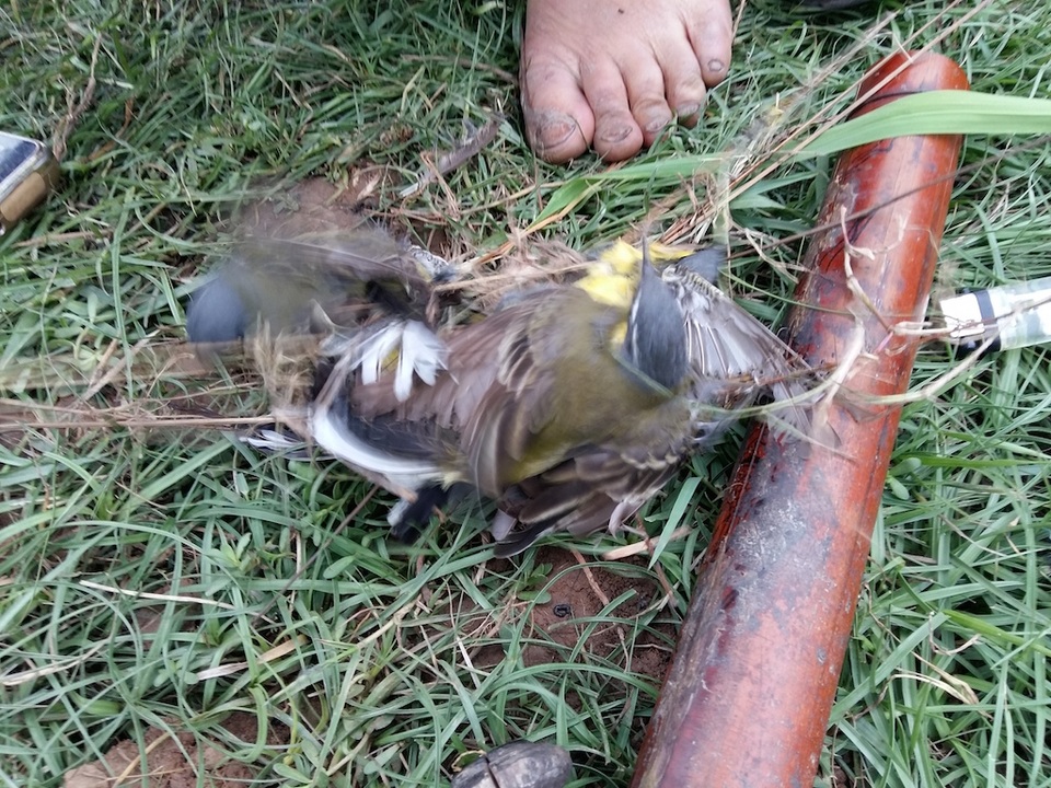 Mấy chú chim cố vật lộn với hàng chục chiếc hom tẩm nhựa để thoát thân nhưng không thể.